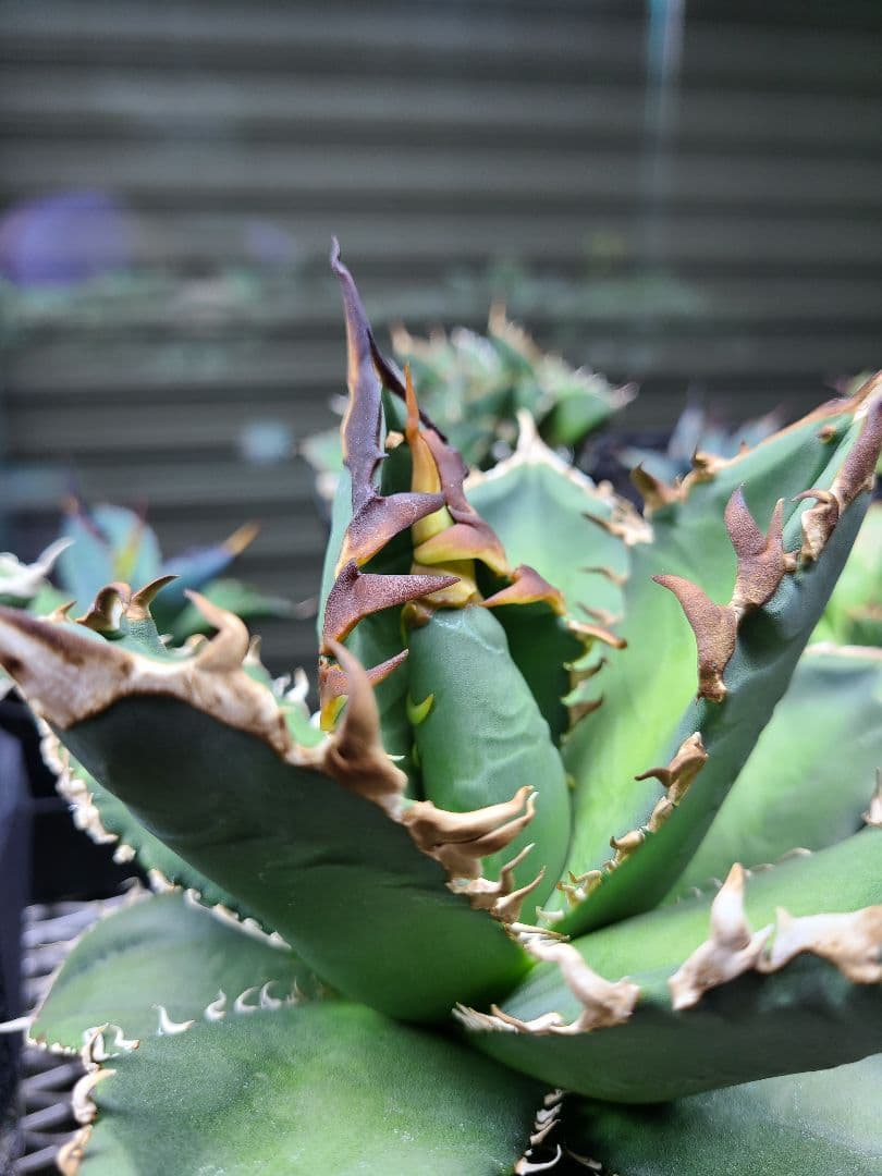 Agave titanota Godzilla　アガベ　チタノタ　ゴジラ