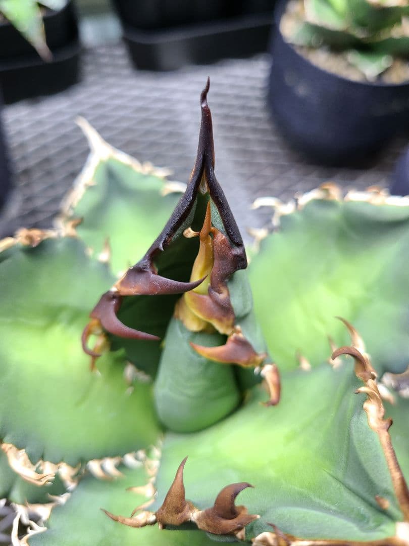 Agave titanota Godzilla　アガベ　チタノタ　ゴジラ