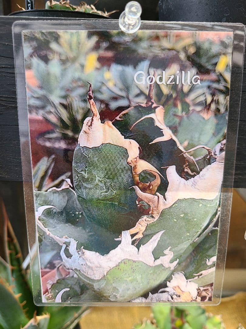 Agave titanota Godzilla　アガベ　チタノタ　ゴジラ