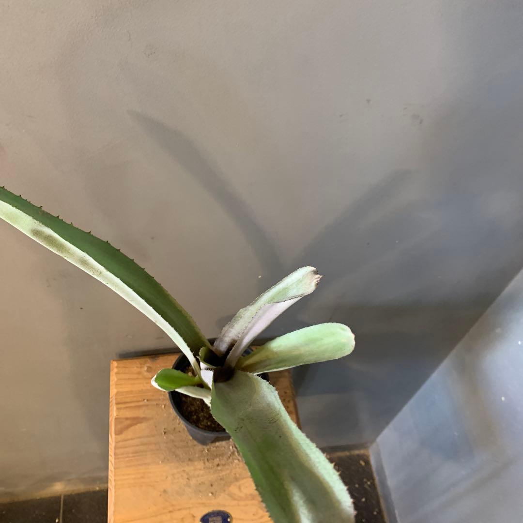 エクメア ムルフォーディーマルバ 6