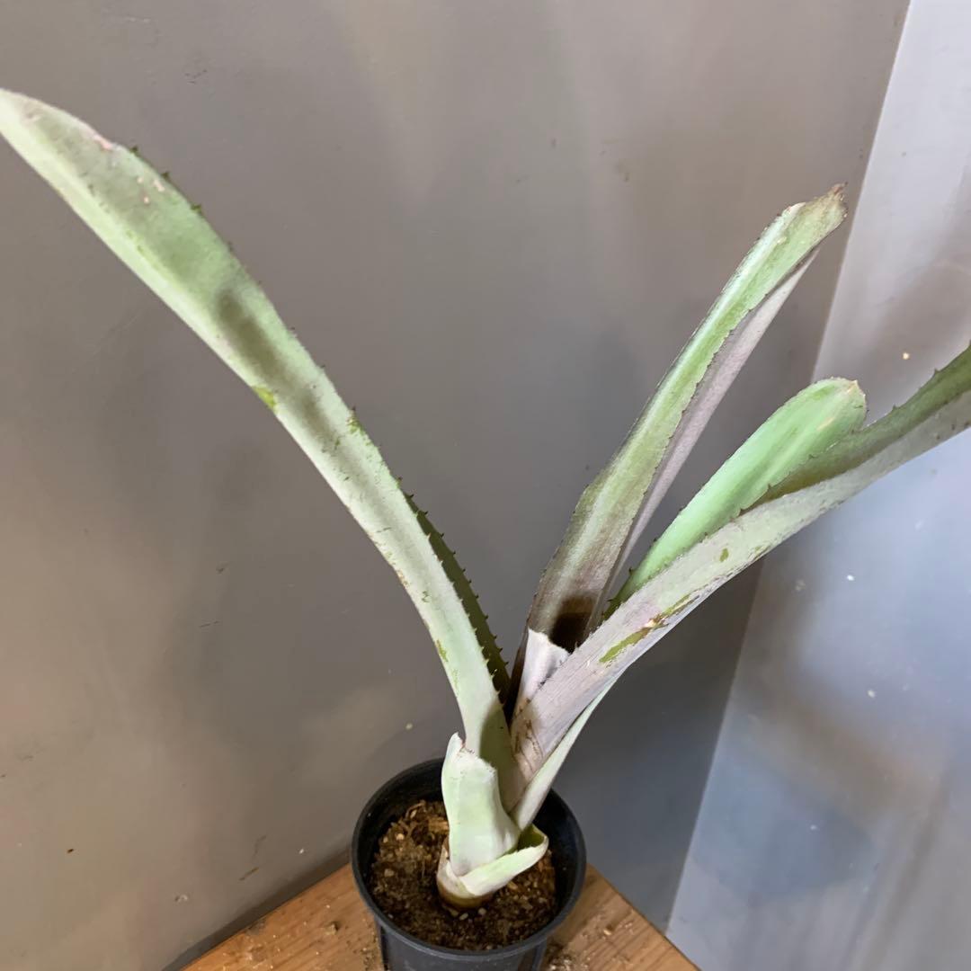 エクメア ムルフォーディーマルバ 6