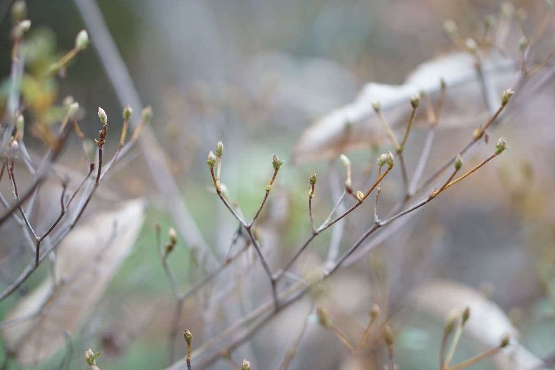 α6000 ホワイト 動作確認済 SEL50F18 レンズ付 shot1万