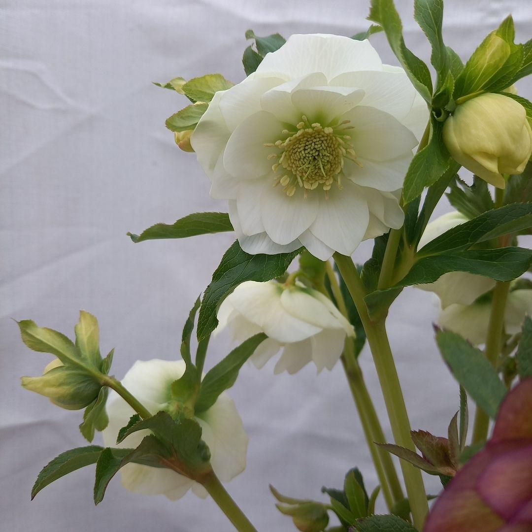 溢れるつぼみ！ホワイトダブル♪クリスマスローズ、大苗、開花株