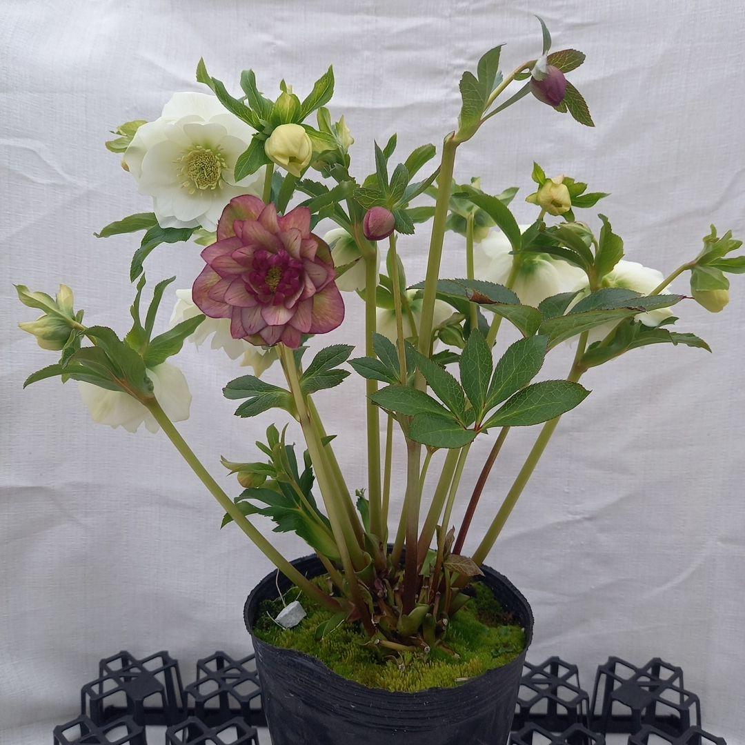 溢れるつぼみ！ホワイトダブル♪クリスマスローズ、大苗、開花株
