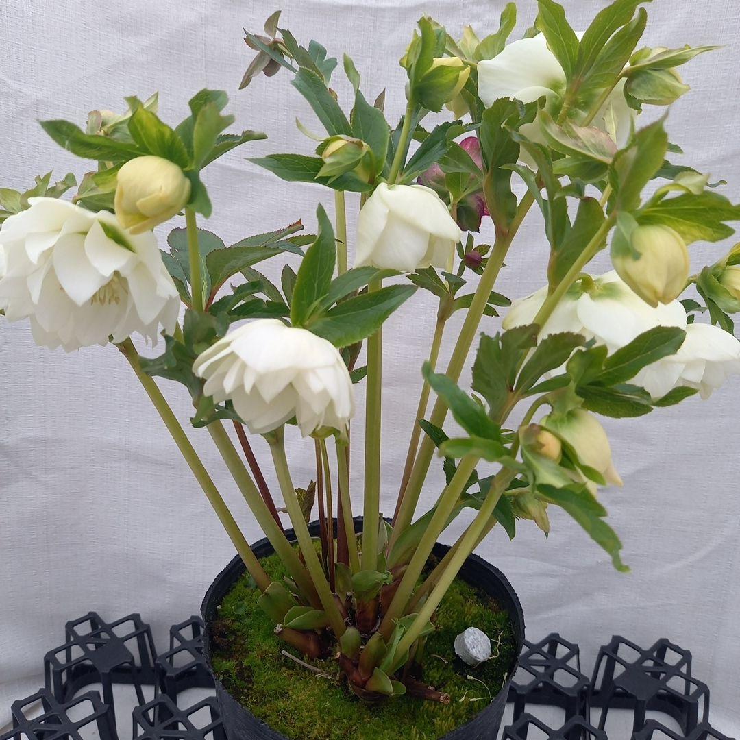 溢れるつぼみ！ホワイトダブル♪クリスマスローズ、大苗、開花株