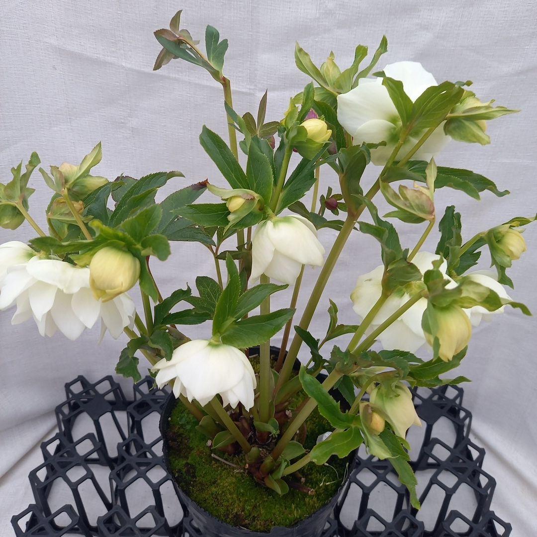 溢れるつぼみ！ホワイトダブル♪クリスマスローズ、大苗、開花株