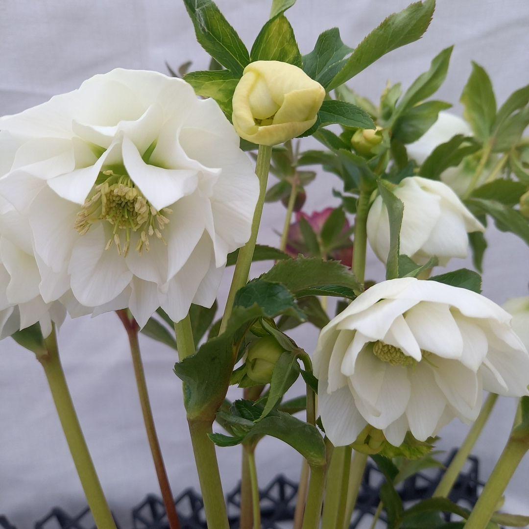 溢れるつぼみ！ホワイトダブル♪クリスマスローズ、大苗、開花株