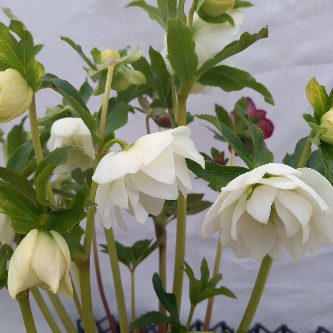 溢れるつぼみ！ホワイトダブル♪クリスマスローズ、大苗、開花株