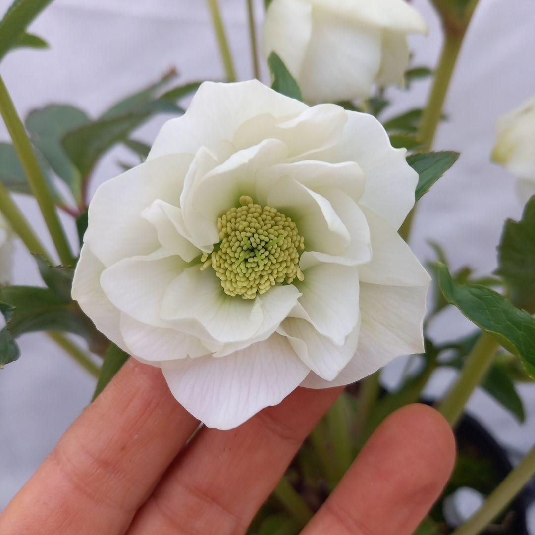 溢れるつぼみ！ホワイトダブル♪クリスマスローズ、大苗、開花株