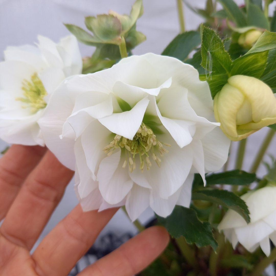 溢れるつぼみ！ホワイトダブル♪クリスマスローズ、大苗、開花株