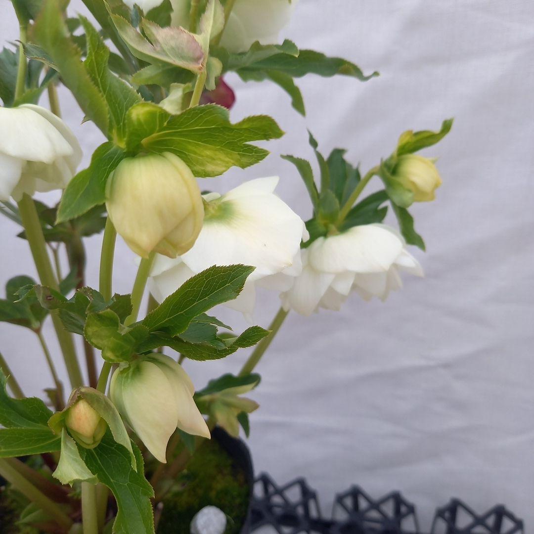 溢れるつぼみ！ホワイトダブル♪クリスマスローズ、大苗、開花株