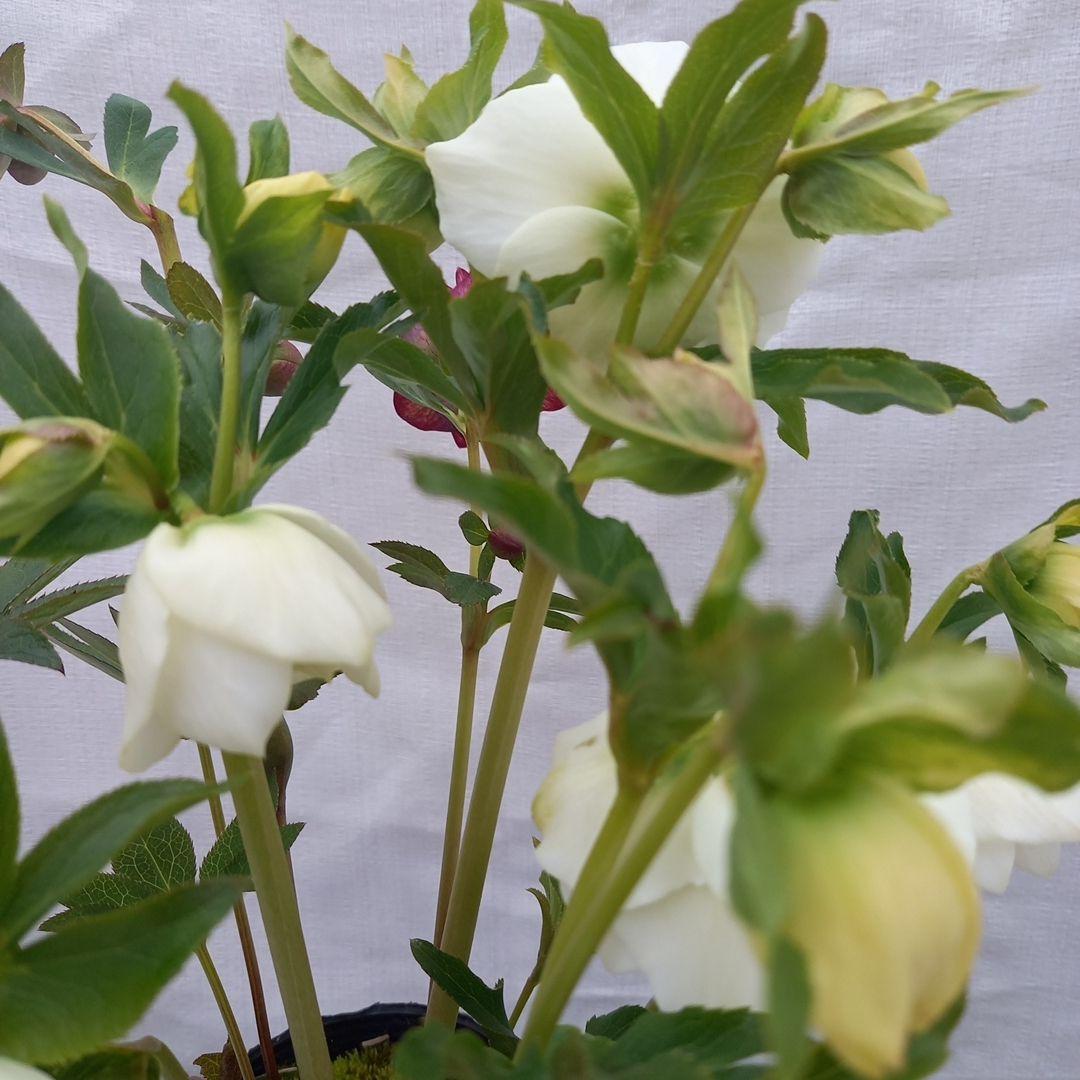 溢れるつぼみ！ホワイトダブル♪クリスマスローズ、大苗、開花株