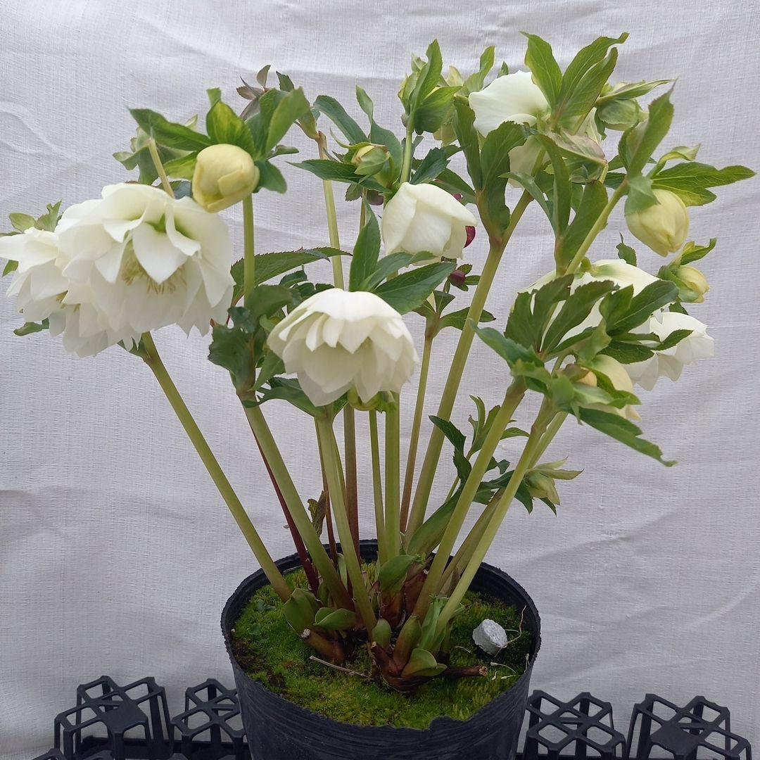 溢れるつぼみ！ホワイトダブル♪クリスマスローズ、大苗、開花株