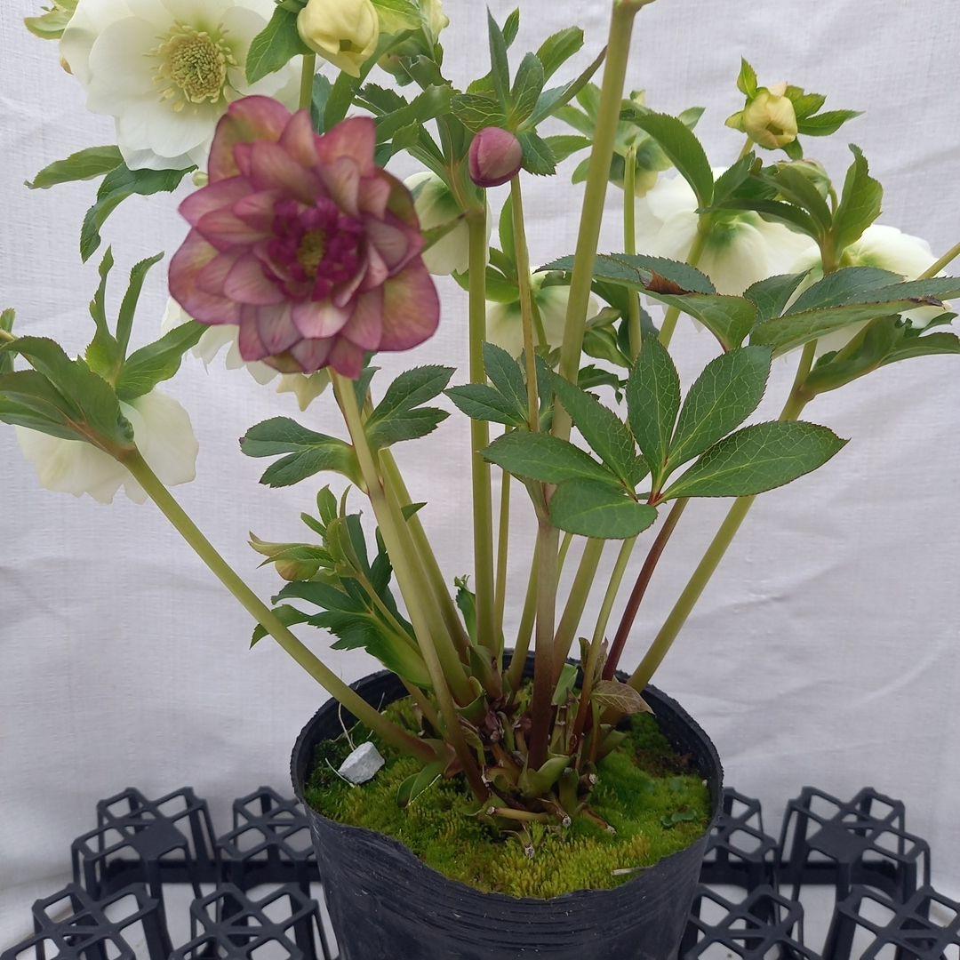 溢れるつぼみ！ホワイトダブル♪クリスマスローズ、大苗、開花株