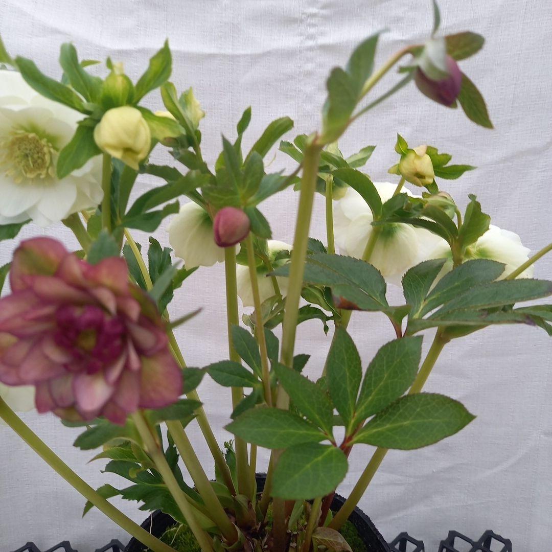 溢れるつぼみ！ホワイトダブル♪クリスマスローズ、大苗、開花株