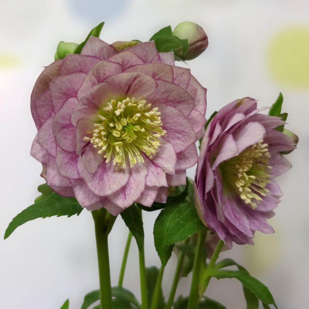 広瀬園芸❤️ クリスマスローズ❤️