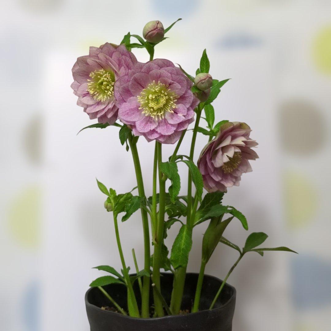 広瀬園芸❤️ クリスマスローズ❤️