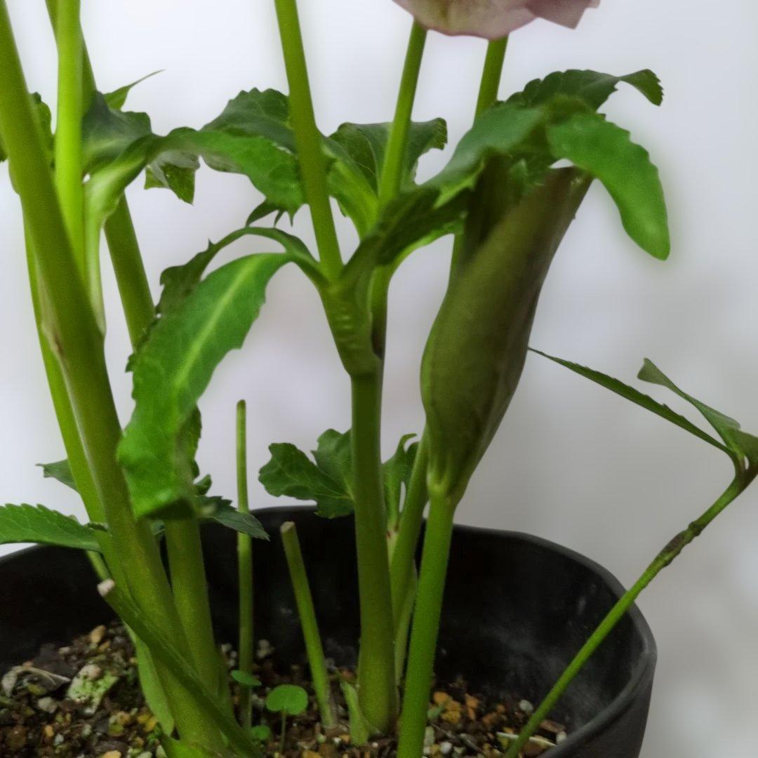 広瀬園芸❤️ クリスマスローズ❤️