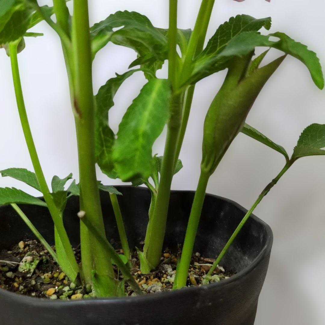 広瀬園芸❤️ クリスマスローズ❤️