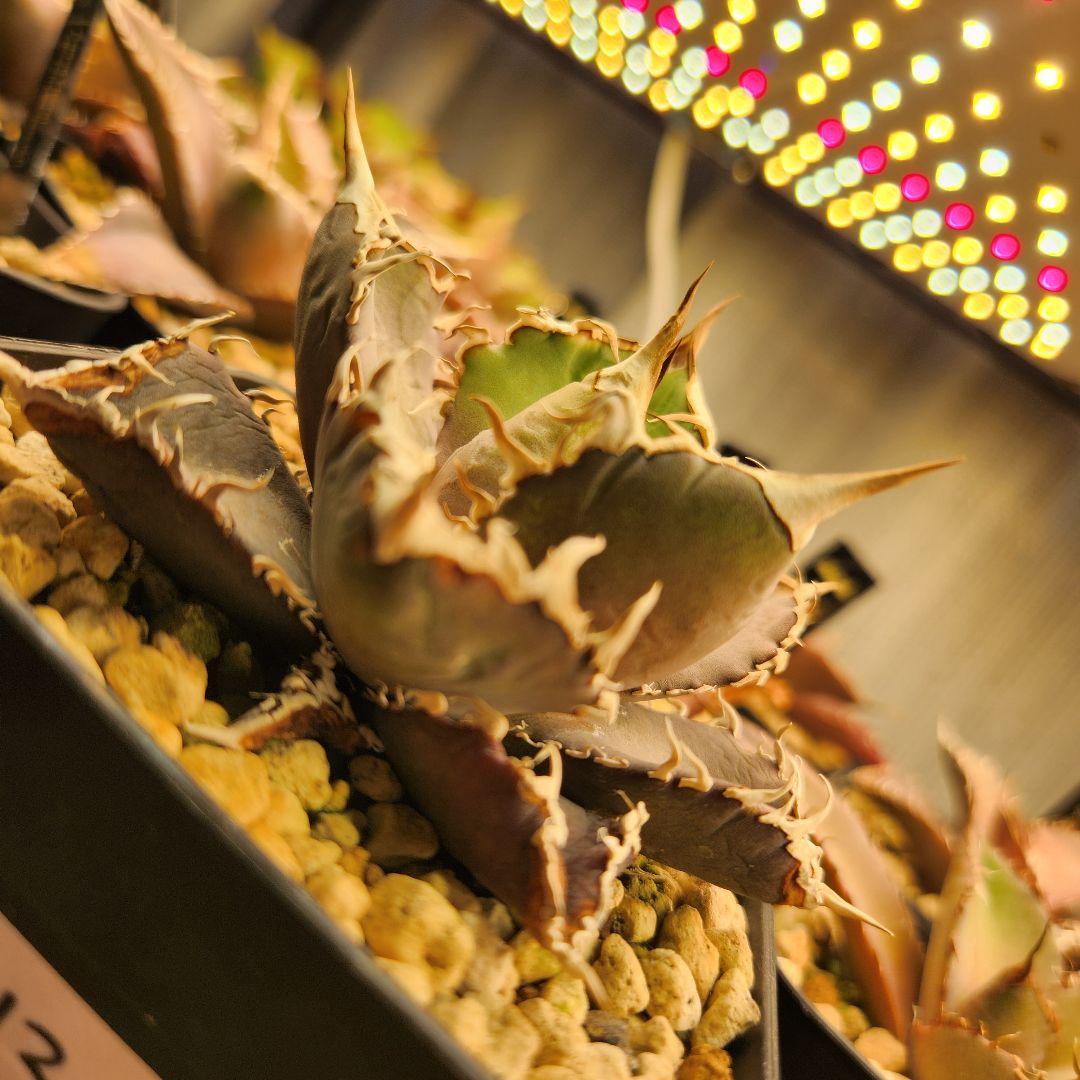 313✳1株限定✳【2.7写真更新】アガベ チタノタ インドネシア産