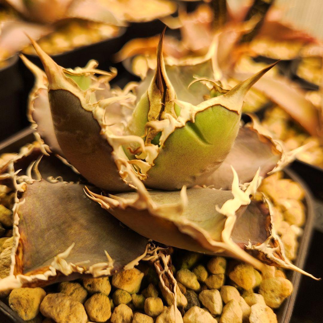 313✳1株限定✳【2.7写真更新】アガベ チタノタ インドネシア産