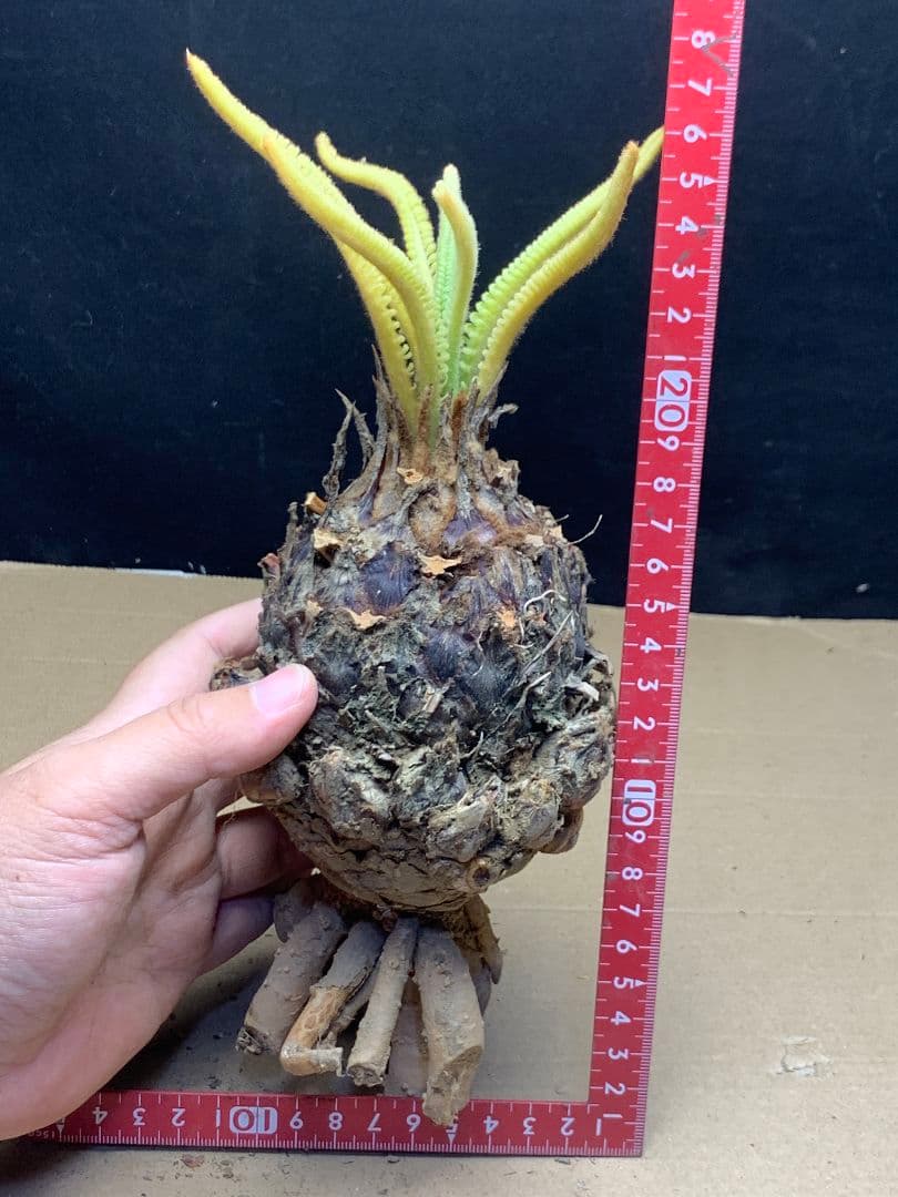 650 ★黄金ソテツ★斑入りソテツ★ 蘇鉄 モンステラ 白い蘇鉄 変異 大株