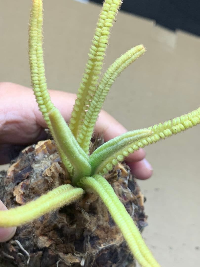 650 ★黄金ソテツ★斑入りソテツ★ 蘇鉄 モンステラ 白い蘇鉄 変異 大株