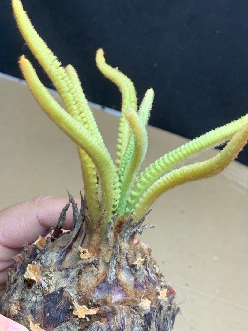 650 ★黄金ソテツ★斑入りソテツ★ 蘇鉄 モンステラ 白い蘇鉄 変異 大株