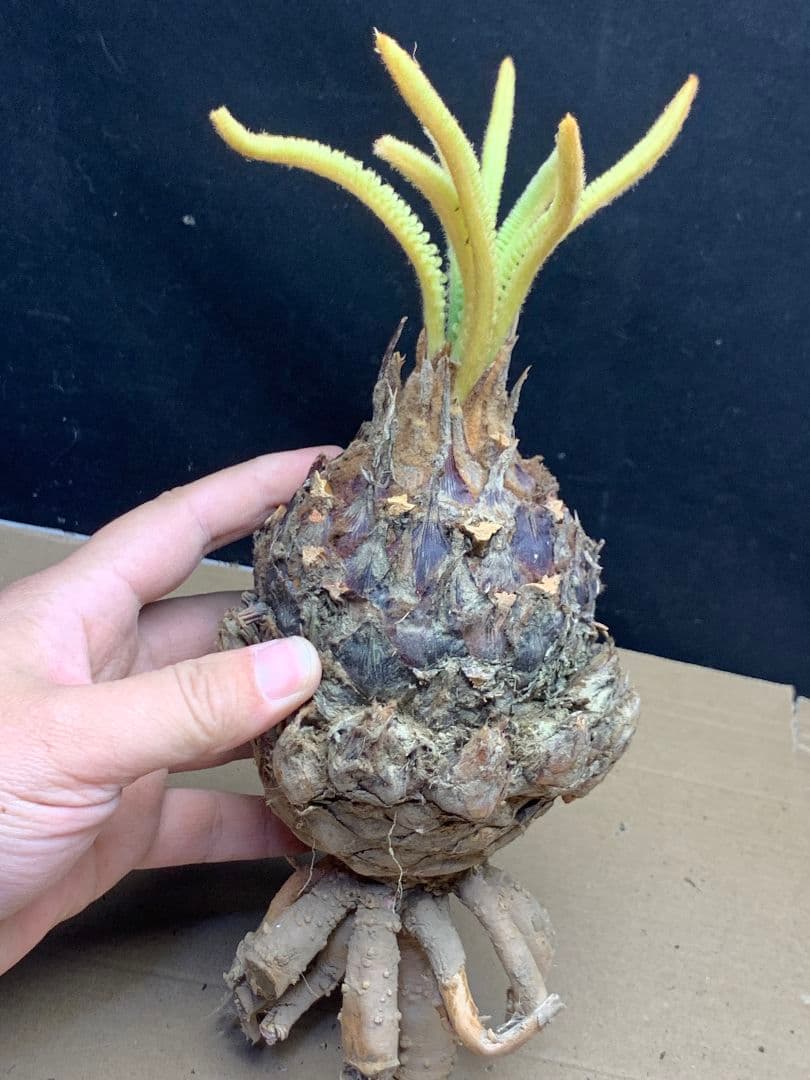 650 ★黄金ソテツ★斑入りソテツ★ 蘇鉄 モンステラ 白い蘇鉄 変異 大株