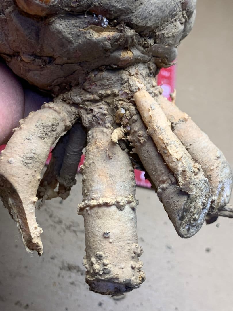 650 ★黄金ソテツ★斑入りソテツ★ 蘇鉄 モンステラ 白い蘇鉄 変異 大株