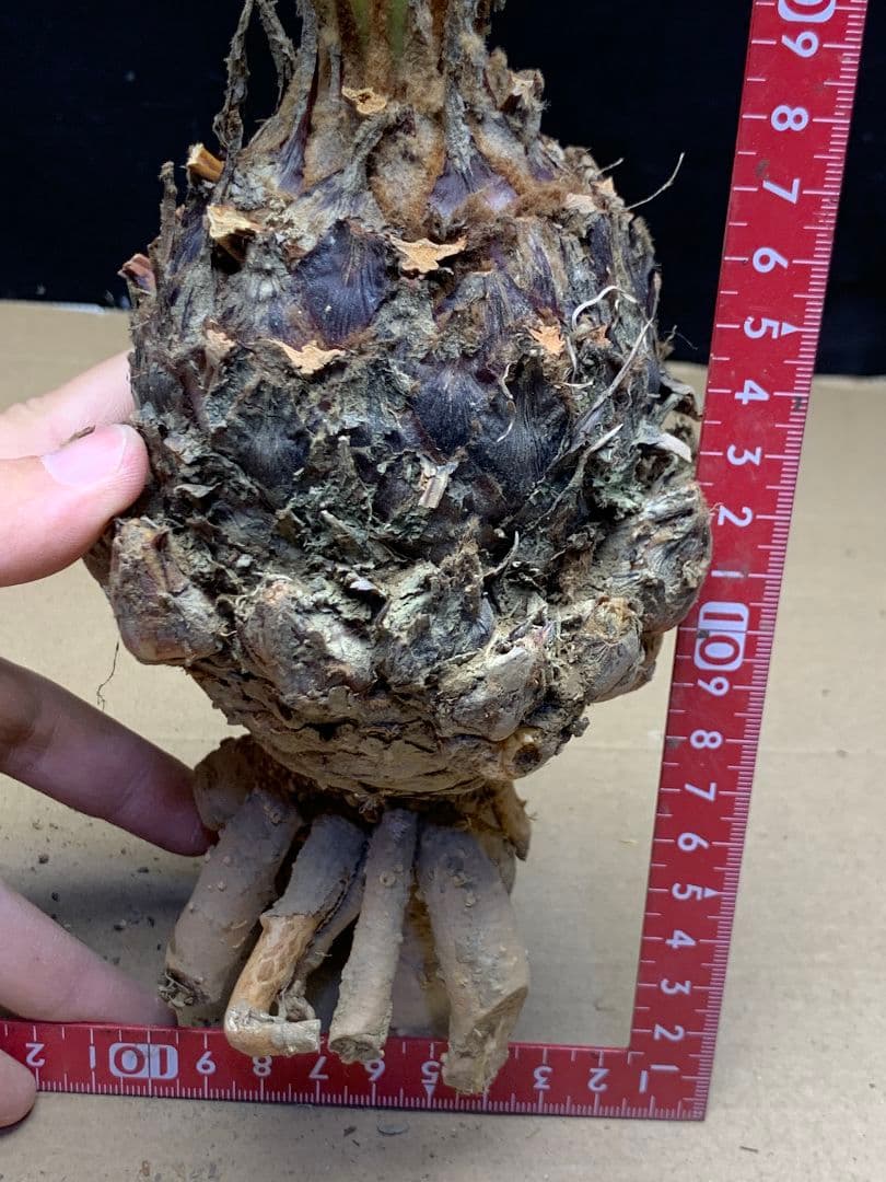 650 ★黄金ソテツ★斑入りソテツ★ 蘇鉄 モンステラ 白い蘇鉄 変異 大株