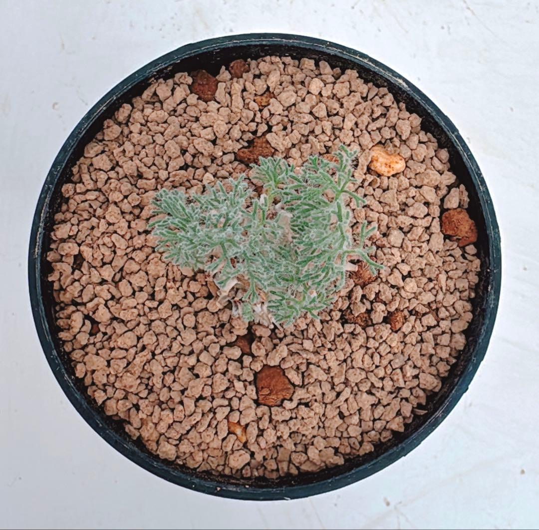 モンソニア ペニクリナムC