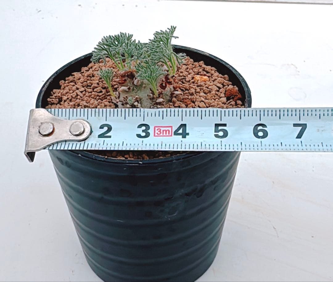 モンソニア ペニクリナムC