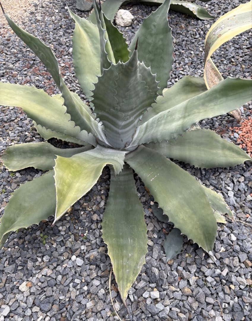 アガベ クレイジーホース　大株