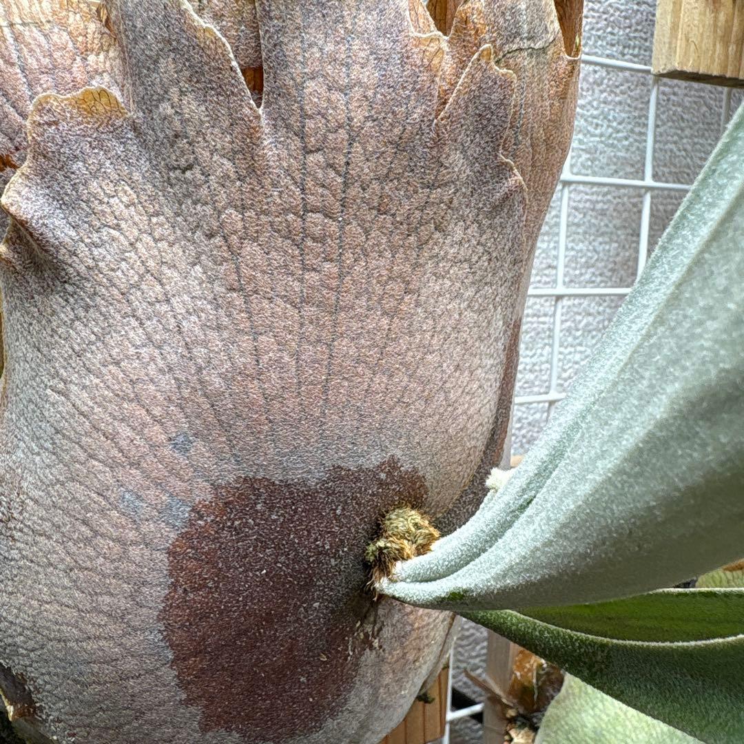 R*様 P.Veitchii Fairy