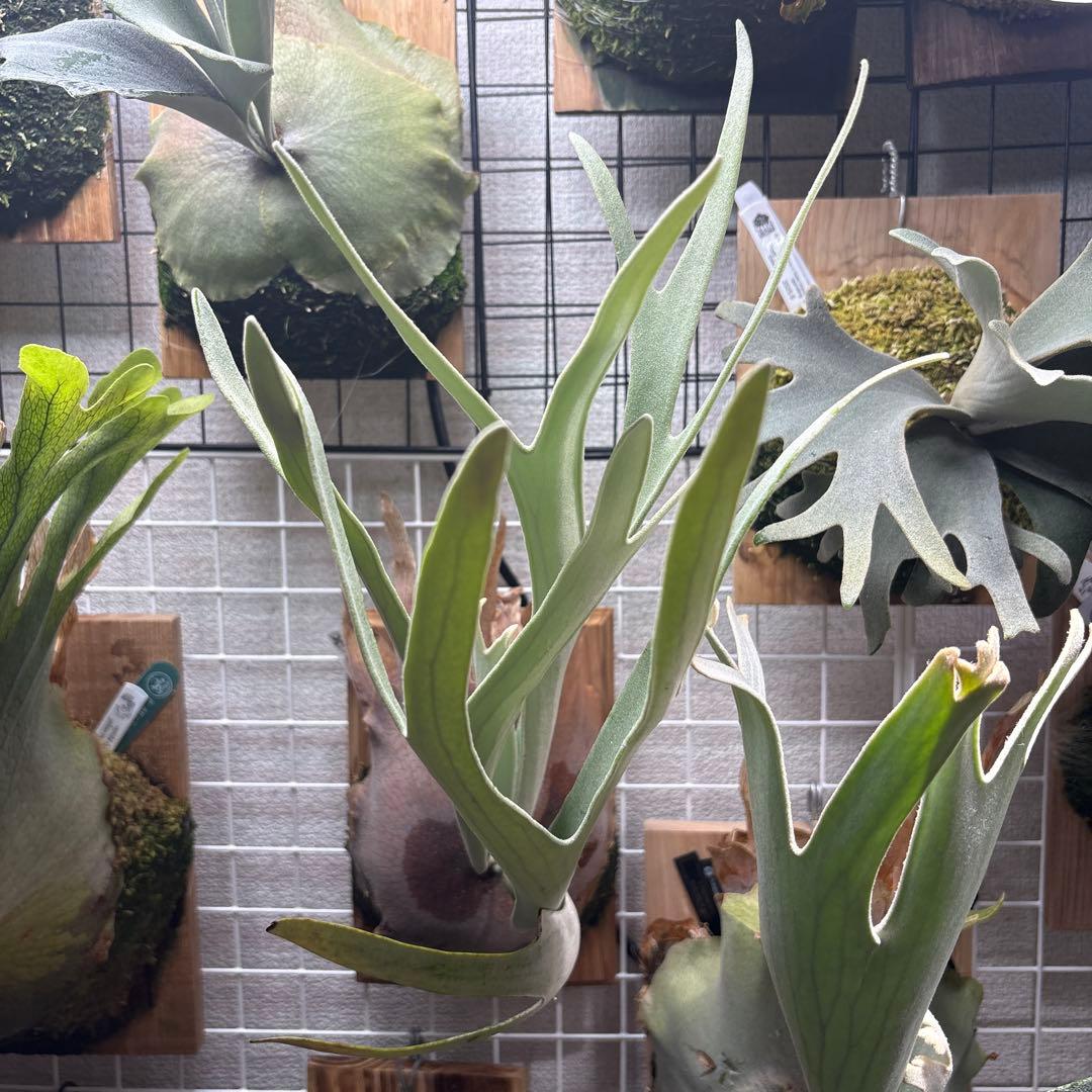 R*様 P.Veitchii Fairy