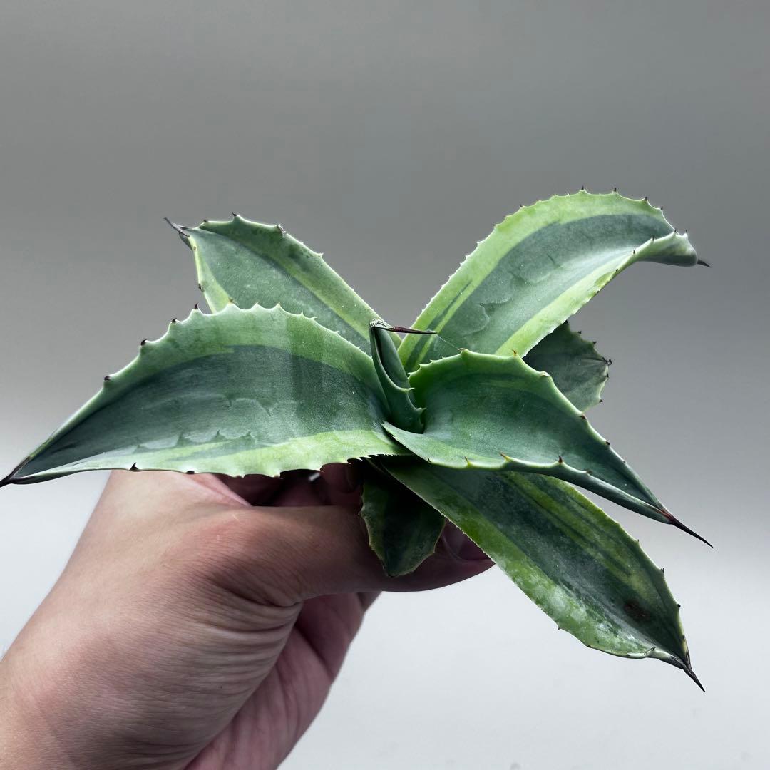 多*チ様 【龍門】アガベ　多肉植物　オバティフォリア　オルカ稀少株 斑入り