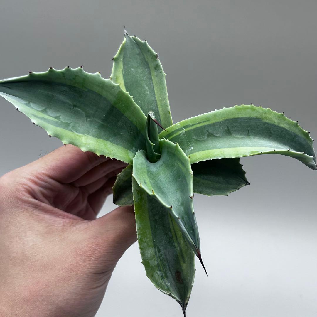 多*チ様 【龍門】アガベ　多肉植物　オバティフォリア　オルカ稀少株 斑入り