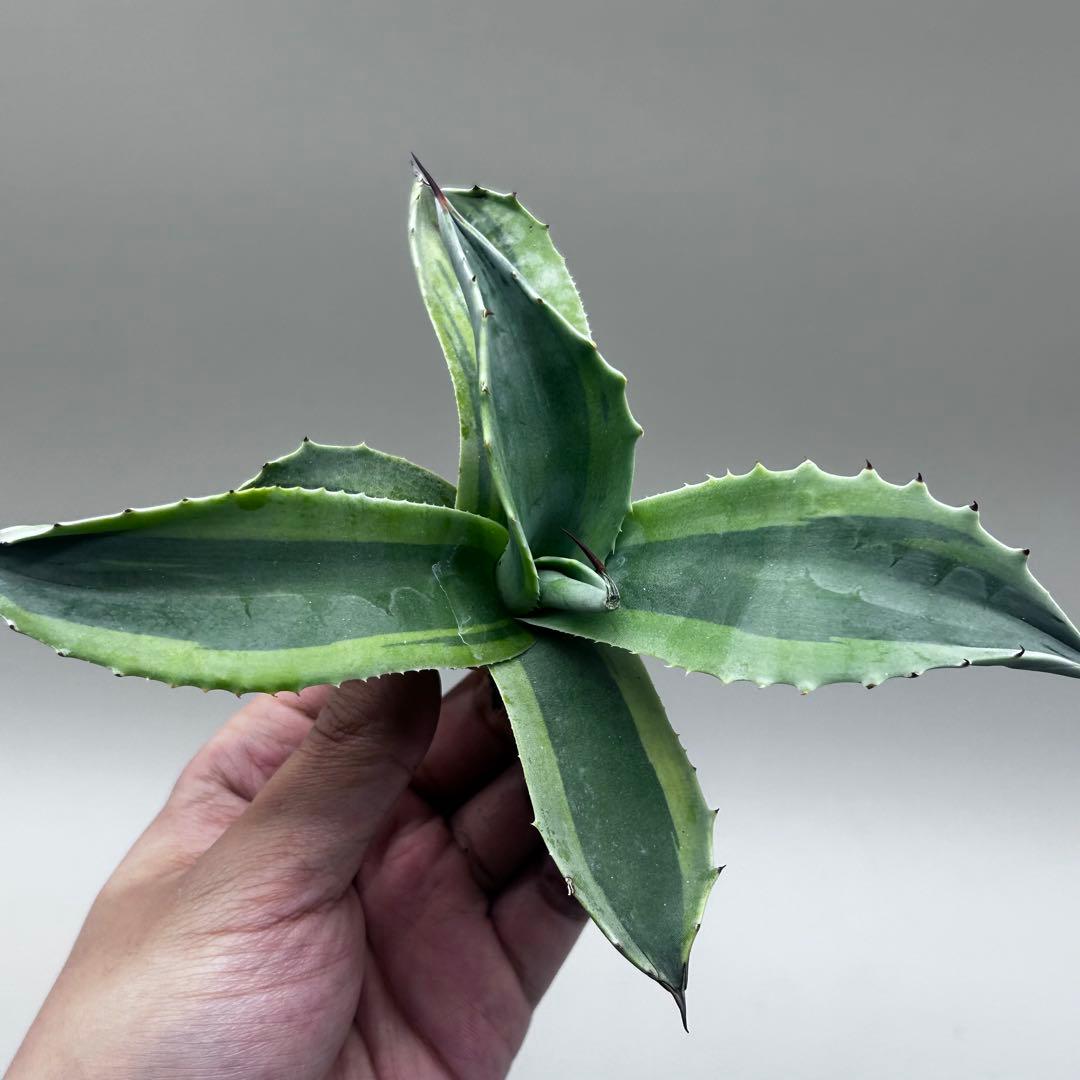 多*チ様 【龍門】アガベ　多肉植物　オバティフォリア　オルカ稀少株 斑入り