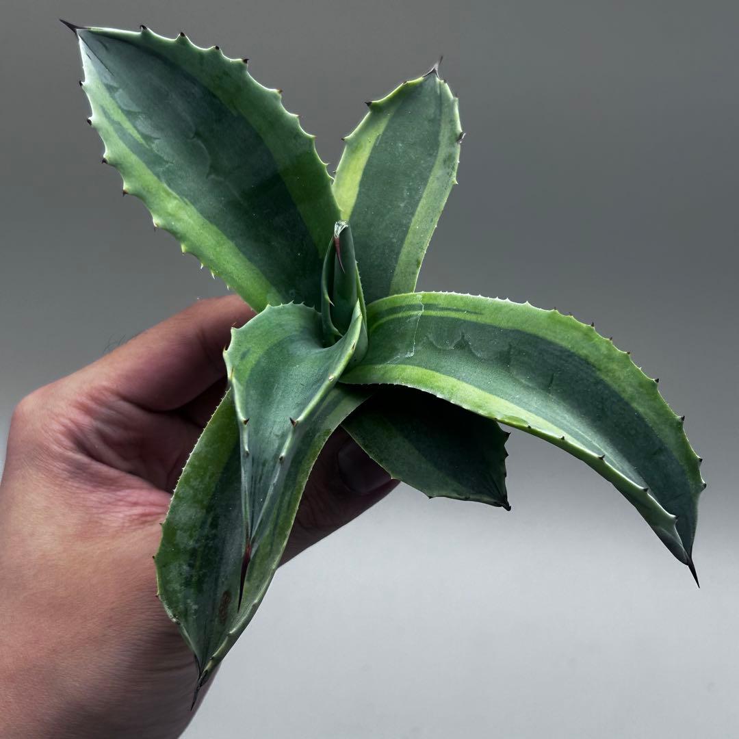 多*チ様 【龍門】アガベ　多肉植物　オバティフォリア　オルカ稀少株 斑入り