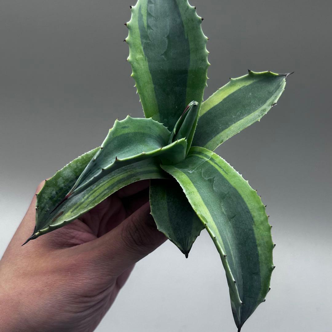 多*チ様 【龍門】アガベ　多肉植物　オバティフォリア　オルカ稀少株 斑入り