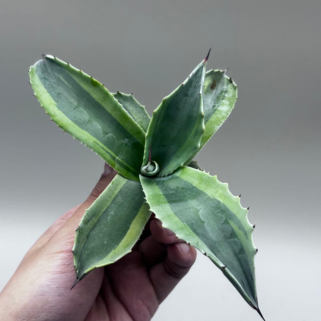 多*チ様 【龍門】アガベ　多肉植物　オバティフォリア　オルカ稀少株 斑入り