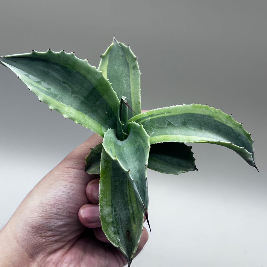 多*チ様 【龍門】アガベ　多肉植物　オバティフォリア　オルカ稀少株 斑入り