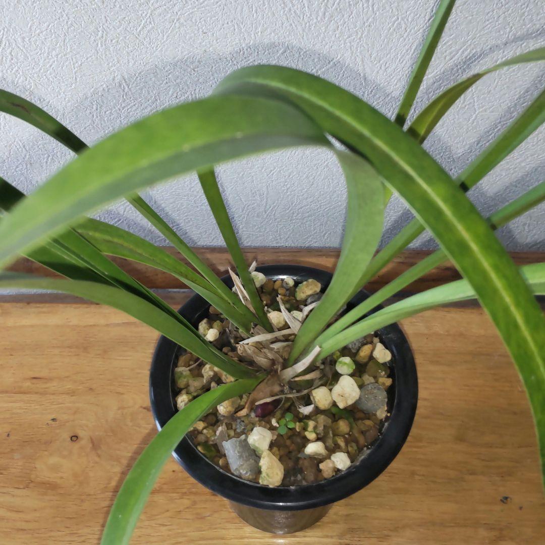 キンリョウヘン花芽付き(2鉢セット)