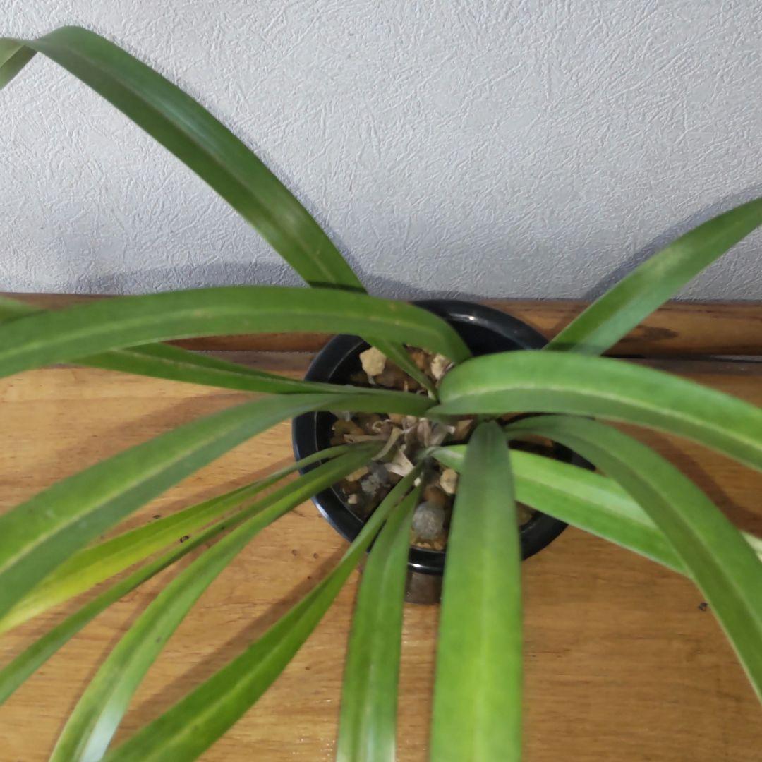 キンリョウヘン花芽付き(2鉢セット)