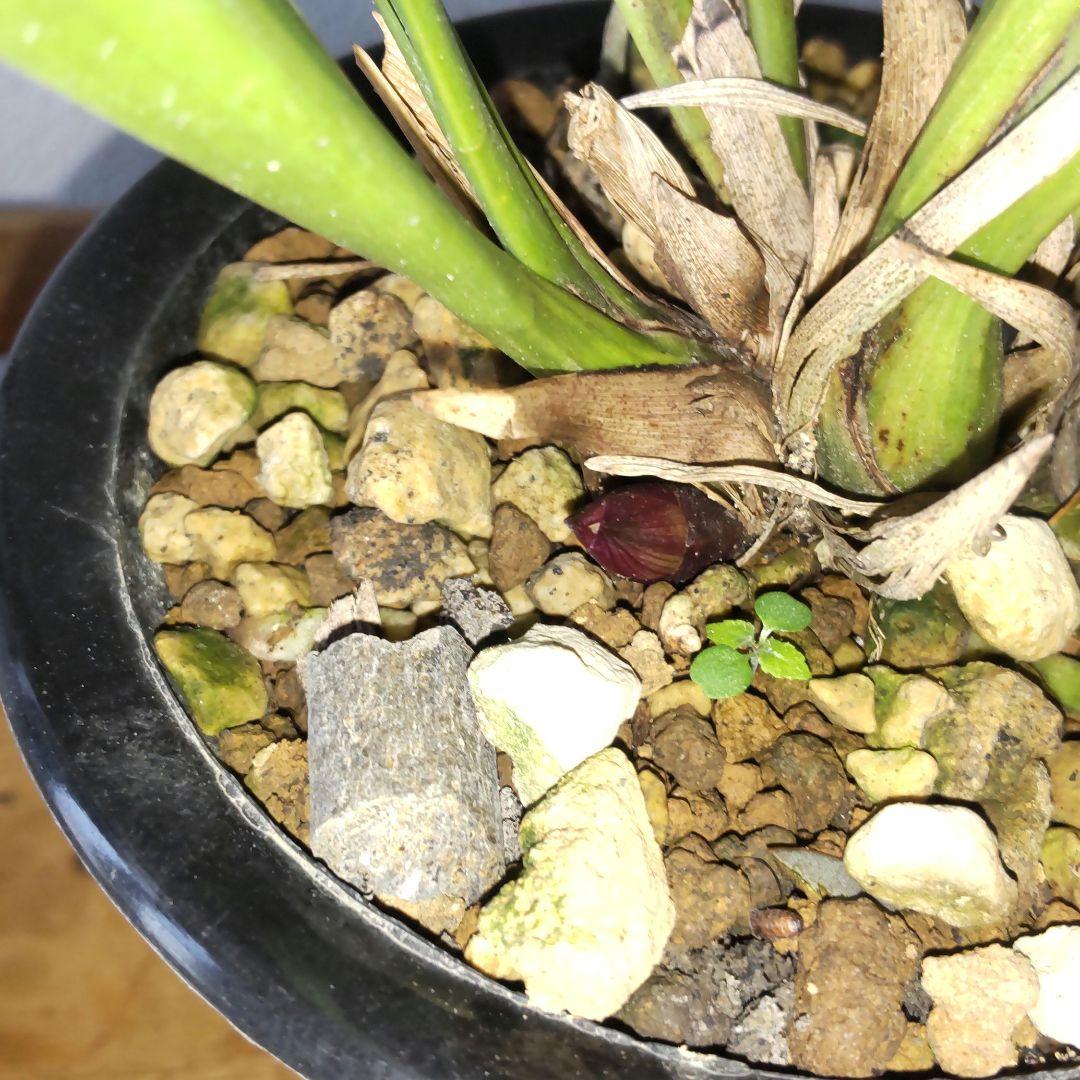 キンリョウヘン花芽付き(2鉢セット)
