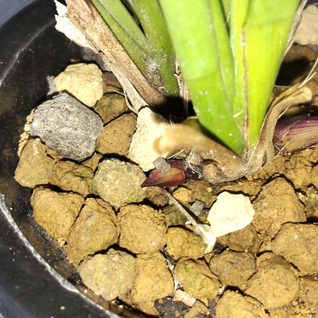 キンリョウヘン花芽付き(2鉢セット)