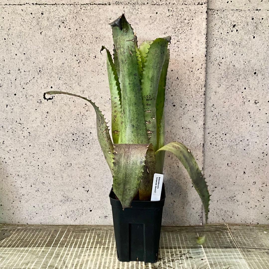 大きいです！タンクブロメリア　ホヘンベルギア『Leopoldo-Horstii』