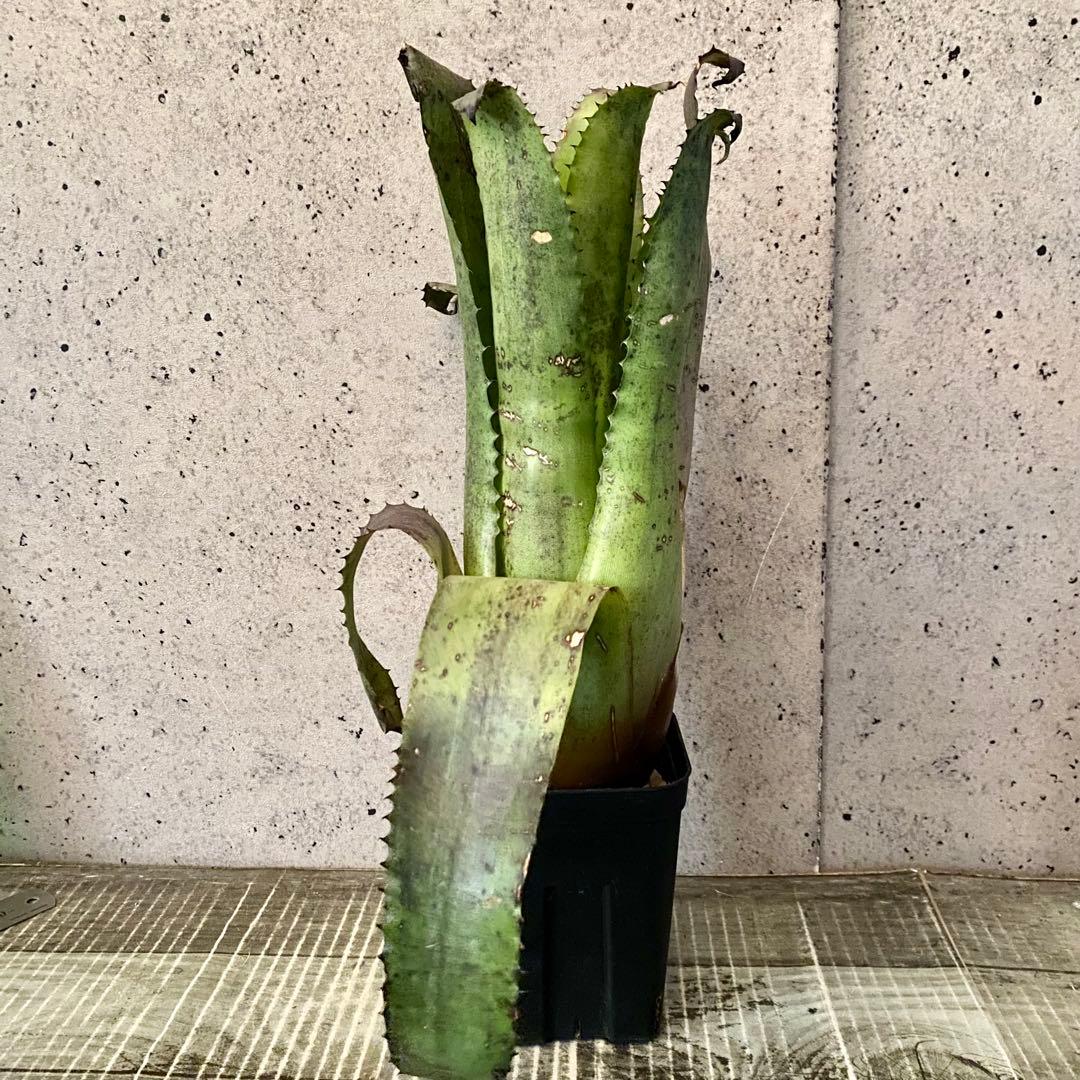 大きいです！タンクブロメリア　ホヘンベルギア『Leopoldo-Horstii』