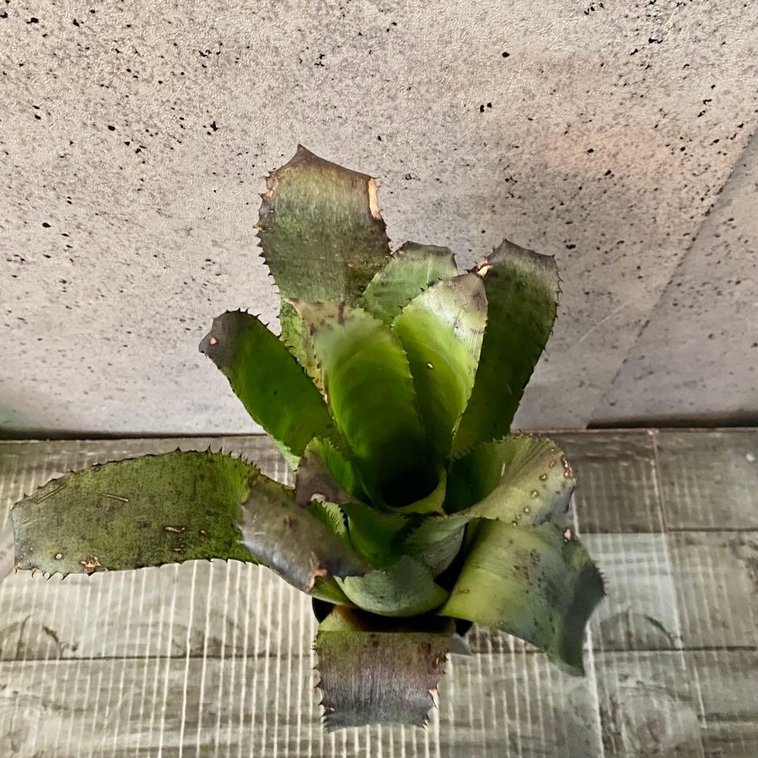 大きいです！タンクブロメリア　ホヘンベルギア『Leopoldo-Horstii』